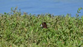 2022-06-11 crezeepolder 142